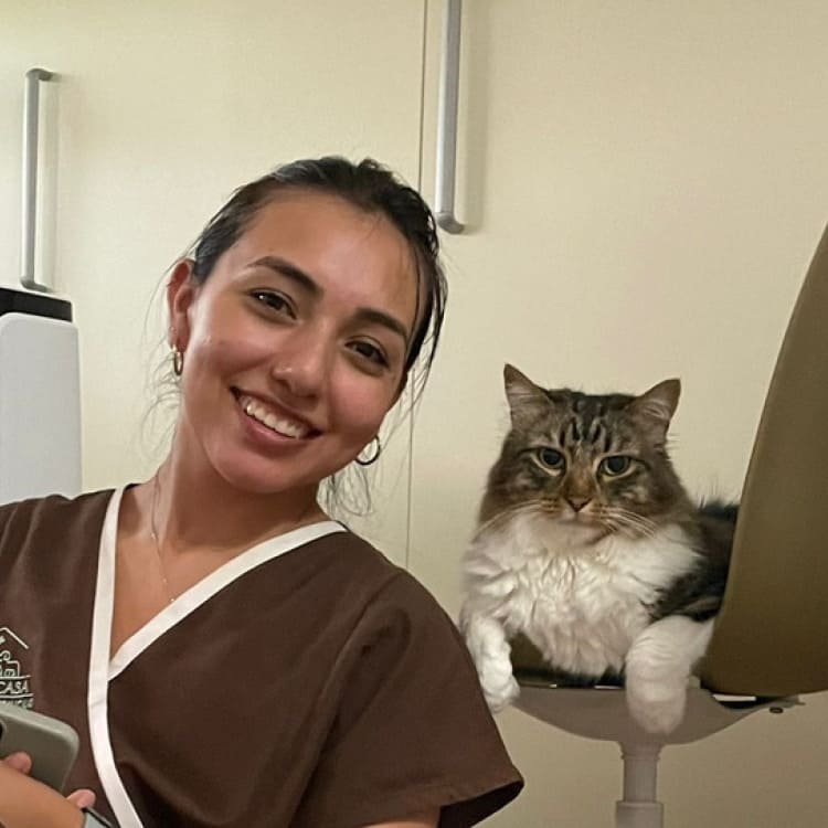 Cuidados básicos del gato en casa - Jeimy Tituaña