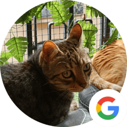 Testimonio del caos a calma ayuda con respuestas sobre los gatos